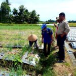 HM Nurnas Reses, Petani Keluhkan Hama Wereng