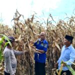 Pupuk Langka, Petani Mengeluh Pada Nurnas