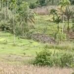 Galodo Terjang Siparayo Malampah, Pasaman