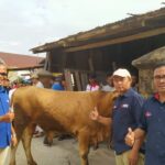 Semarakkan Idul Adha,  Anies Baswedan Qurban Sapi Di Padang