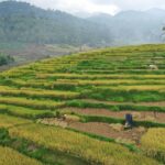 Sawah Di Nagari Jawi Jawi Kabupaten Solok Tak Kalah Indah Dari Ubud Bali