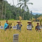 Petani Sumpur Kudus Panen Raya Padi Organik Setelah Sekolah Lapangan
