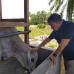 Senator Asal Sumbar Muslim M Yatim Qurban 26 ekor Sapi Idul Adha 1445 H
