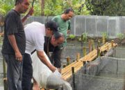Kolaborasi dengan Wartawan, Anggota DPD RI Muslim M Yatim Tebar 10 Ribu Bibit Ikan Lele di Kampung Golai Jati