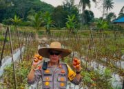 Dukung Swasembada Pangan,  Wakapolres Payakumbuh AKBP Russirwan Olah Lahan Mati jadi Lahan Produktif