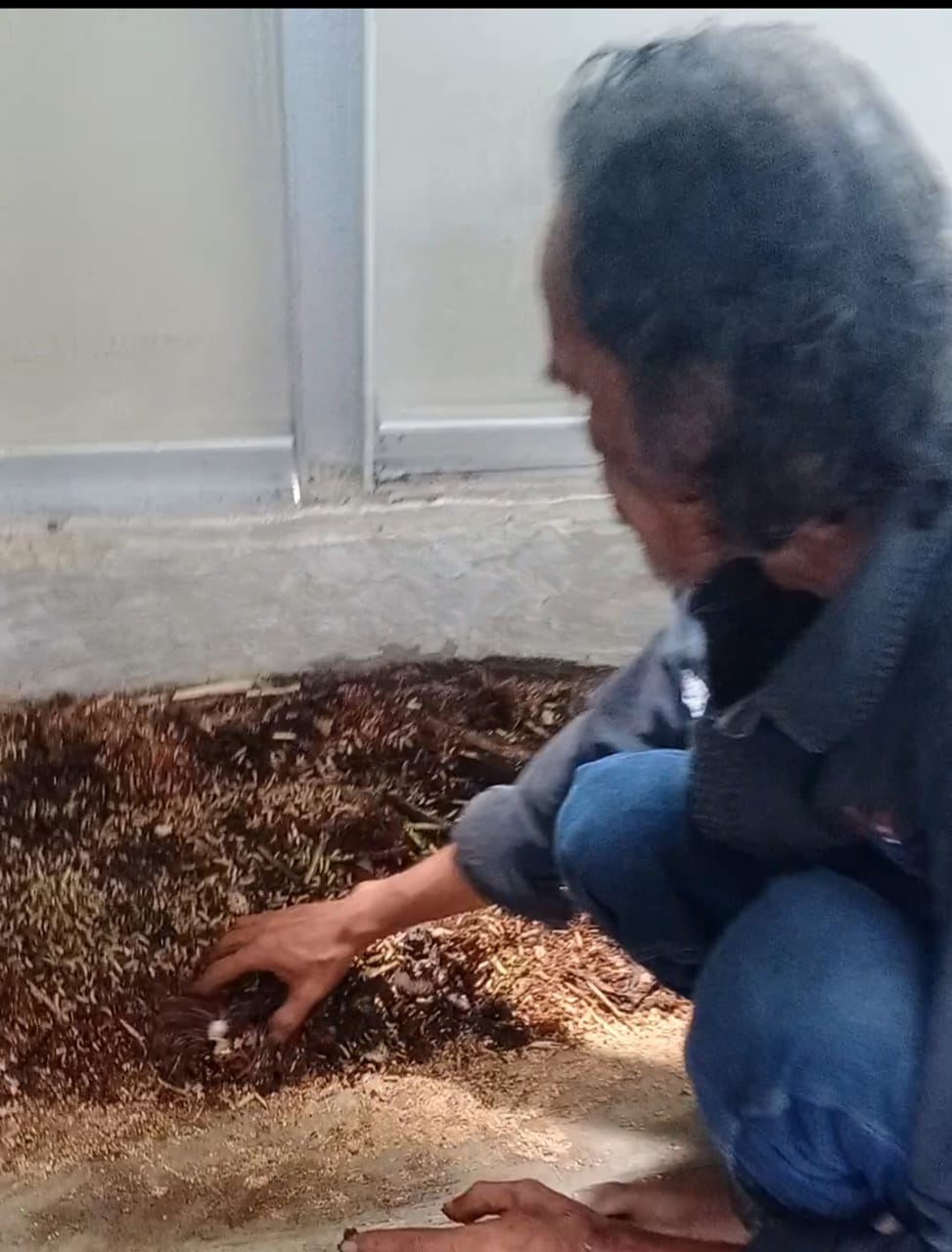 budidaya-maggot-banyak-manfaat,-solusi-atasi-sampah-rumah-tangga