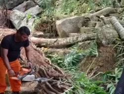 Cuaca Ekstrem Padang: Pohon Tumbang Timpa Rumah, Dapur Ambruk