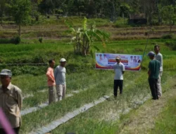 Keltan BMC Jaya Tingkatkan Produksi, Sukses Panen Bawang Merah