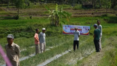 kelompok-tani-bmc-jaya-nagari-cubadak-panen-250-kg-bawang