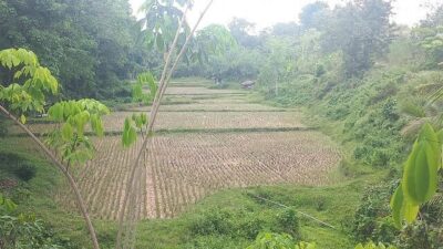 akibat-kemarau-panjang,-ratusan-hektare-sawah-di-sawahlunto-gagal-tanam