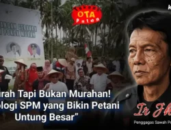 Tanpa Bajak dan Genangan, Sawah Mandiri Hasilkan Panen Ganda