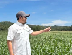 Rahmat Saleh Targetkan Pengembangan Jagung Sumbar Capai 4.000 Hektare pada 2026