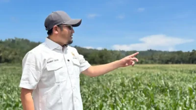 Rahmat Saleh Targetkan Pengembangan Jagung Sumbar Capai 4.000 Hektare pada 2026