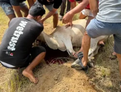 Perumda AM Padang Tebar 84 Hewan Kurban ke Daerah Sumber Air