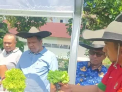 Keltan Badunsanak Kampung Lapai Panen Perdana Sayur Hidroponik, Camat Nanggalo: Bisa Kebutuhan Sayur Dapur MBG